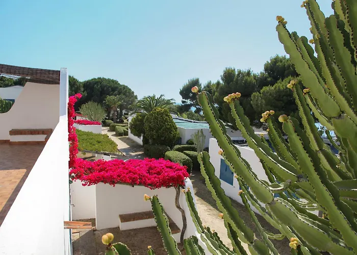 Girasole Capo Vaticano